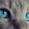 Zašto mace imaju uspravne zenice – 10 činjenica o mačjim očima