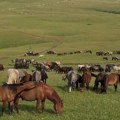 Na 6 sati vožnje od Novog Sada stotine divljih konja nesputano uživa u netaknutoj prirodi (VIDEO)