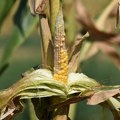 Poljoprivrednici: Kukuruz u Srbiji oštetio mraz, a pšenicu suša
