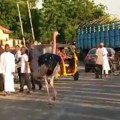 Haos u Nigeriji: Životinje pobegle iz zoo-vrta posle velikih poplava (video)