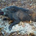 Zoran Aleksić, LU Ponišavlje: Nekoliko godina nemamo slučajeve AKS-a. Slinavka i šap "prete" iz okruženja