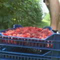 Никад краћа берба малина у западној Србији: Криза у српском малинарству, после 50 година губимо позицију?