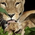 Šok iz Danske: Zoološki vrt traži donacije malih kućnih ljubimaca kako bi nahranio predatore