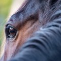 Najsmrtonosnija životinja Australije – nije zmija, nije pauk