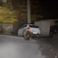 Mislio da ga niko ne vidi, ali su farovi osvetlili zver! Ljudi snimili nesvakidašnji prizor nadomak Kušića - trči koliko ga…