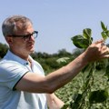 Suncokret bi mogao bi da dostigne regionalne cene, već se nudi preko 50 dinara