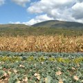 Kako će suša uticati na cene poljoprivrednih proizvoda i šta da očekuju poljoprivrednici?