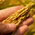 Niska cena pšenice u Severnoj Makedoniji će dovesti „do kolapsa sektora“