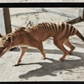 Tasmanijski tigar se vraća iz mrtvih: Naučnici korak bliže oživljavanju izumrle vrste