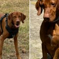 Cela Srbija traži ovu životinju: Nestao posle saobraćajne nesreće kod Kruševca u kojoj je stradao Dejan