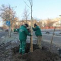 Za zeleniji liman 4: Gradsko zelenilo u Novom Sadu počelo sadnju 114 stabala (foto)