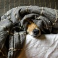 Da li psi sanjaju svoje vlasnike?