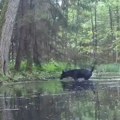 VIDEO: Dva retka crna vuka snimljena u Poljskoj