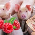 Kilogram prasetine - pola kile malina! Svinjska kuga oterala kupce, u zamrzivaču će čekati bolju cenu