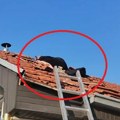 (Video): Čuveni hvatač zmija naišao na jezivo leglo grabljivica! Životinje koje ostavljaju ekstremno neprijatan miris zaposele…