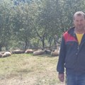 Probudio ga lavež psa, kad je izašao ugledao zastrašujuć prizor: Šta je ubilo 17 ovaca i jagnjadi kod Priboja?