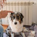 Ova država uvodi drakonske kazne za mučenje životinja: Nakon jezivog slučaja bez milosti za zlostavljače