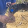 Naši vatrogasci, heroji sa srcem! Iz vatrene stihije u Deliblatskoj peščari spasli bespomoćno sićušno stvorenje, snimak…