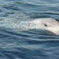 Kod Šolte pronađen uginuli delfin s dve rane na telu