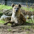 Пегаве хијене Софи и Зури, нове становнице Зоо врта