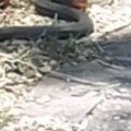 Beograđanka "uhvatila" zmiju dugačku metar u Bloku 29, sugrađani upozoravaju: Ima ih i po parkovima