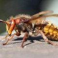 U Užicu dve osobe preminule zbog uboda stršljena Ovaj deo tela je najviše na udaru; Evo kako da reagujete ako dođe do uboda