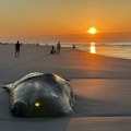 FOTO Južna Karolina: Veterinari morali da eutanaziraju kita koji se nasukao na plažu
