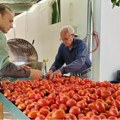 Kuvani i ceđeni paradajz neizostavna zimnica u kikindskim domaćinstvima