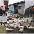 (Uznemirujuće) ruski dron pogodio farmu svinja! Lešine na sve strane, ubijeno 13.000 životinja! (foto/video)
