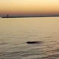Venecija opet ima neobičnog posetioca: posle delfina Mima, u laguni viđena i foka