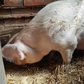 Svinjetina skuplja u prodavnicama, tovljenici jeftini: ko najviše zarađuje u lancu od njive do trpeze?