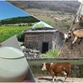 MLEKO (3) Opustela staroplaninska sela, otišli stočari, nestale ovce, a mleko i pirotski brendovi polako odlaze u prošlost! Ne…