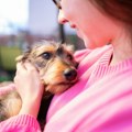 Ova evropska zemlja napravila presedan: Dozvolila bolovanje zbog bolesnog kućnog ljubimca ANKETA