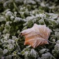 Mraz preti usevima u Srbiji: Stiže svežija vazušna masa iz oblasti Alpa, temperatura pada na -5 stepeni