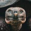 Čudo prirode koje prkosi vremenu: Džonatan ima skoro 200 godina i i dalje ne pokazuje znake "usporavanja"