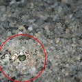 Nevidljiva zamka na plažama: Sati nesnosnog bola zbog uboda otrovne ribe, kako se zaštititi?