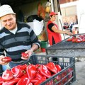 Ajvar će ove godine biti jeftiniji? Paprika pala na cenu od 100 dinara, prošle godine išla do 130: Glavna navala tek sledi!