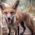 Lisica napustila šumu i odomaćila se u centru Zlatibora: Ne smeta joj niko, a ume i da pozira