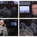 Zima je vreme jagnjenja ovaca: Stočar iz Lapova o najzahtevnijoj i najrizičnijoj fazi ovčarskog uzgoja