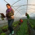 Srpska poljoprivreda sve mlađa Svaki sedmi poljoprivrednik potpada u kategoriju “mladih” Tanasković: Ovo je budućnost…