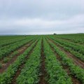 "Hrana je skupa jer zahteva veći rad": U Srbiji se 6.800 proizvođača bavi organskom proizvodnjom, zarada odlična