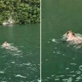 "Malo tamo, malo vamo, njemu ne treba pasoš": Tarski meda plivao Drinom, pa naleteo na njihov brodić (Video)
