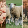 Kakvim stočnim fondom Srbija raspolaže: Povećan broj svinja, smanjen broj ovaca, broj goveda stagnira