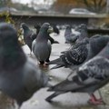 Ptice masturbiraju i to je potpuno prirodno ponašanje, otkrivaju naučnici