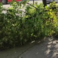 „Ниш мој град“: Одржавање зеленила је питање безбедности, а не само естетике