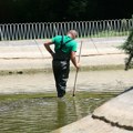 Na ispražnjenom jezeru u Dunavskom parku plutale mrtve ribe, iz “Zelenila” kažu da su ribe puštene u Dunav i da oštro osuđuju…