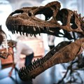 Naučnici konačno rešili najveću tajnu svemira! Otkriveno šta je tačno zbrisalo dinosauruse sa lica Zemlje: Imali su jezivu…