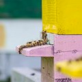 Imaju mozak veličine zrna maka, a donose neverovatno dobre odluke: Evo šta ljudi mogu da nauče od pčela, mrava, muva...