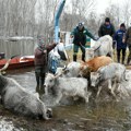 Nastavlja se evakuacija krava sa Krčedinske ade, spasavanje konja odloženo