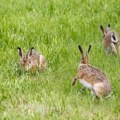 Odličan prirast zeca na celoj teritoriji severne pokrajine Vojvođanski zečevi na putu epskog oporavka